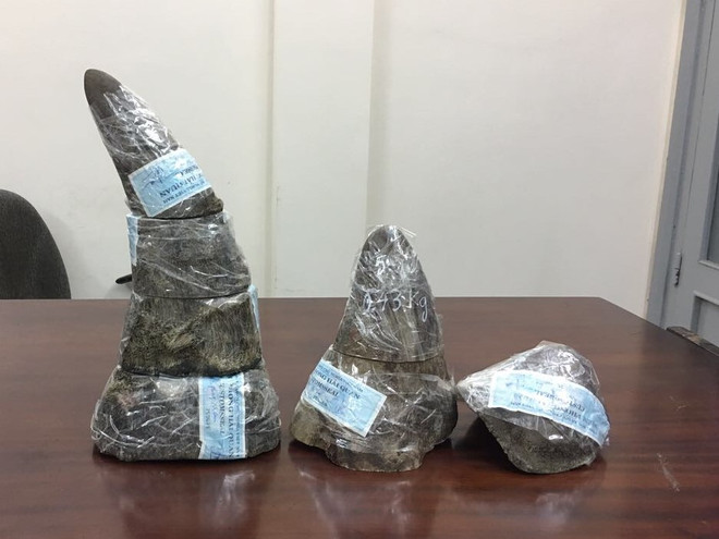 Five kg of rhino horn seized at southern airport ảnh 1