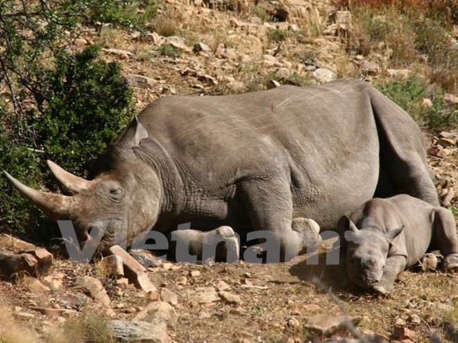 Malaysia seizes large amount of rhino horns at airport ảnh 1 Malaysia seizes large amount of rhino horns at airport ảnh 1