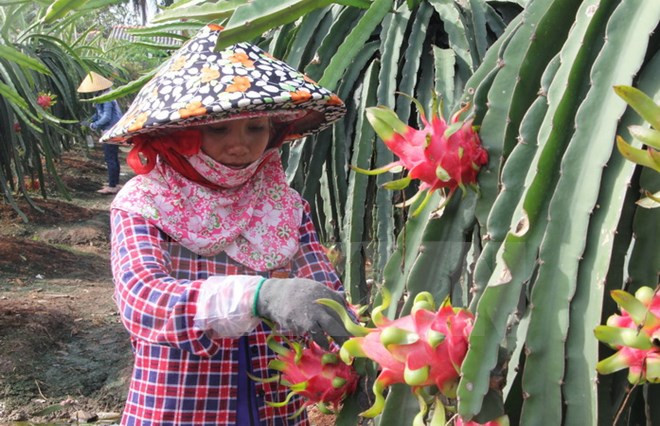 Dragon fruit farmers supported with energy-saving lights ảnh 1