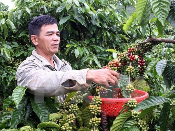 Five coffee nurseries enabled to join VnSAT project in Dak Nong ảnh 1