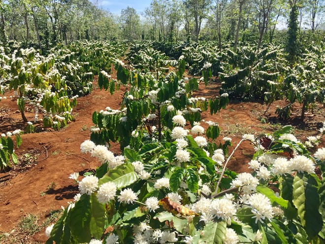 New coffee project to benefit 15,000 farmers ảnh 1