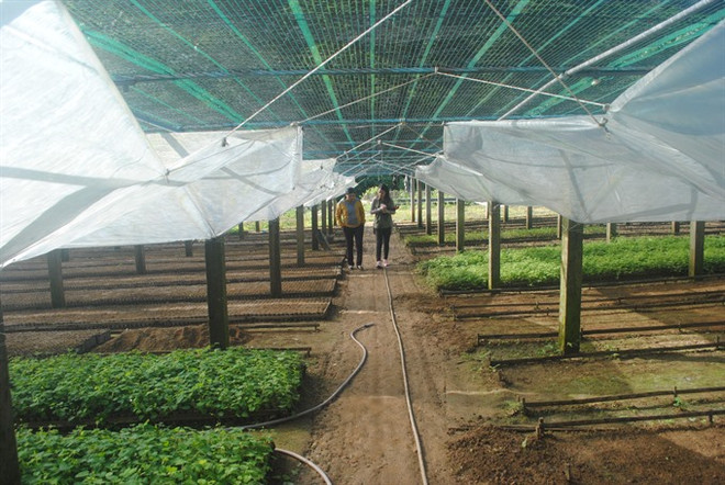 First Vietnamese ginseng seedling centre introduced ảnh 1 First Vietnamese ginseng seedling centre introduced ảnh 1