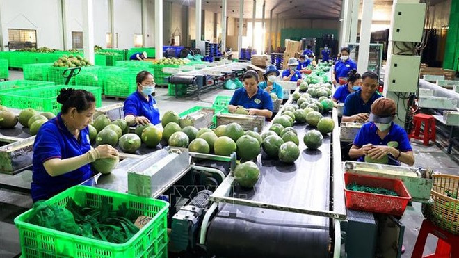 New record set in fruit, vegetable exports ảnh 1 New record set in fruit, vegetable exports ảnh 1