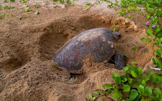 Fund-raising campaign launched to conserve Con Dao sea turtles ảnh 1