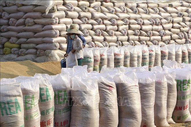 Vietnam’s export rice price reaches new peak ảnh 2 Vietnam’s export rice price reaches new peak ảnh 2