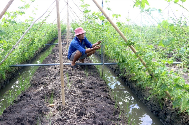 Dong Thap province grows high-value crops in unproductive rice fields ảnh 1