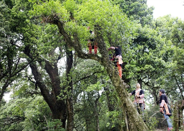 Lai Chau’s ancient tea trees a natural treasure ảnh 1 Lai Chau’s ancient tea trees a natural treasure ảnh 1
