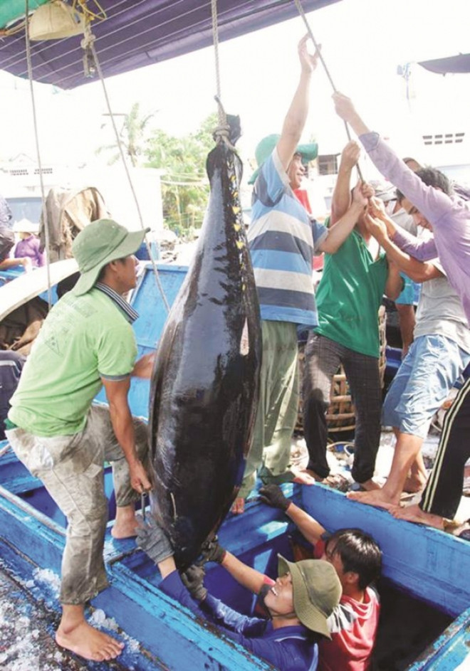 Vietnam acts to meet requirements on IUU control ảnh 1 Vietnam acts to meet requirements on IUU control ảnh 1