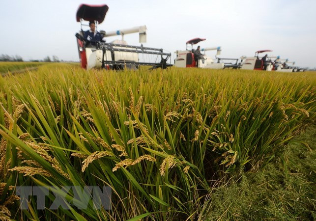 Climate change adaption project launched in Dak Lak ảnh 1
