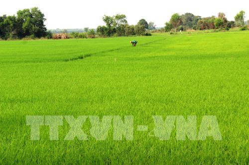 Hau Giang uses more RoK biological products in cultivation ảnh 1