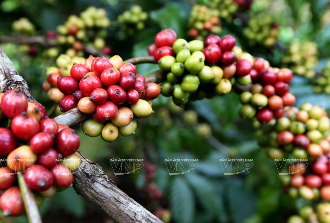 Italian coffee producers highly evaluate Vietnamese coffee beans ảnh 1 Italian coffee producers highly evaluate Vietnamese coffee beans ảnh 1