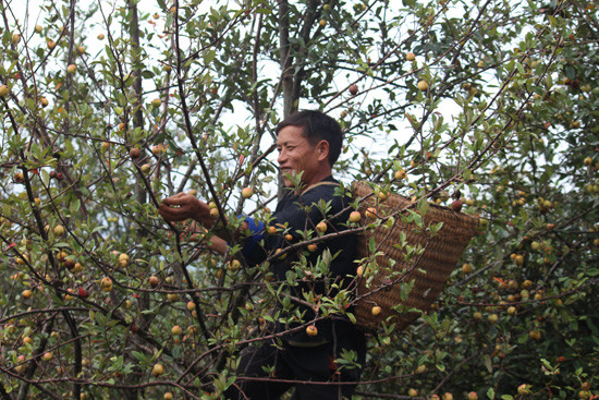 Indigenous tree helps minority escape poverty ảnh 1