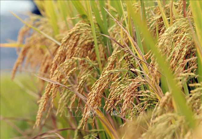 Public-private partnership highlighted in high-quality rice production project ảnh 1 Public-private partnership highlighted in high-quality rice production project ảnh 1