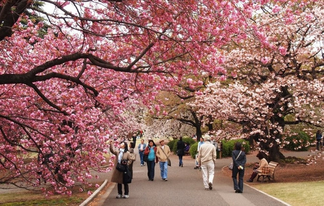 Vietnamese arrivals to Japan reach record ảnh 1 Vietnamese arrivals to Japan reach record ảnh 1