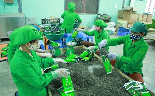 Shrinking prices lower Vietnam’s tea export value ảnh 1
