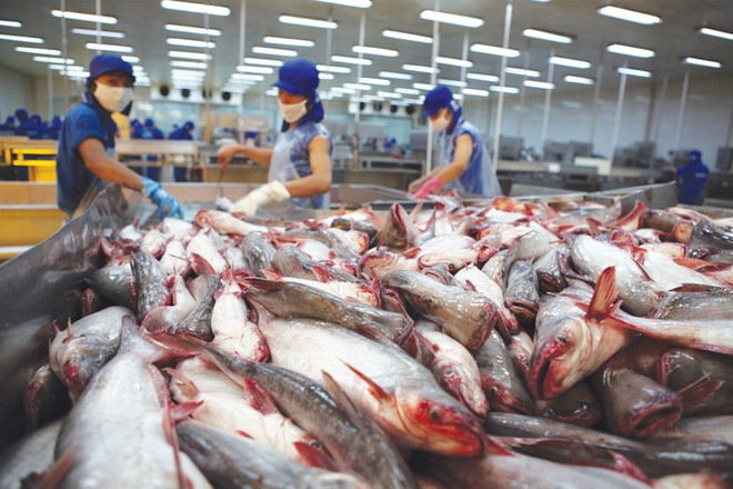 Bright prospect for tra fish exports in 2023 ảnh 1
