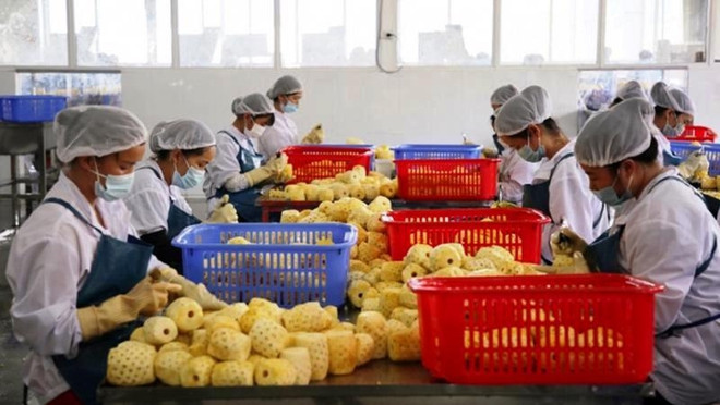 China issues 435 codes for Vietnamese agricultural product exporters ảnh 1