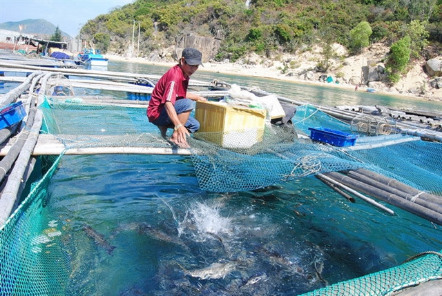 Vietnam’s marine aquaculture needs to go modern: conference ảnh 1