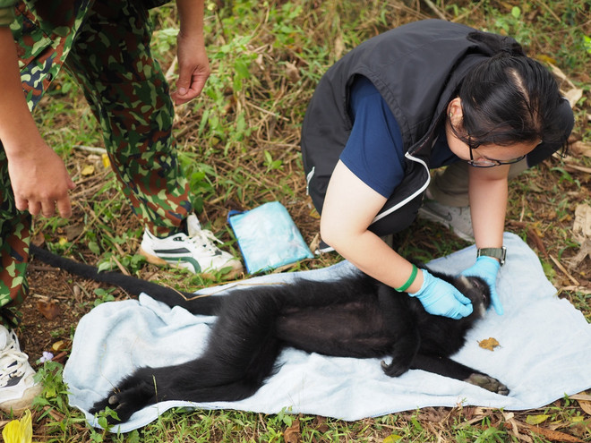 Bac Kan: Endangered langur relocated for preservation ảnh 1 Bac Kan: Endangered langur relocated for preservation ảnh 1