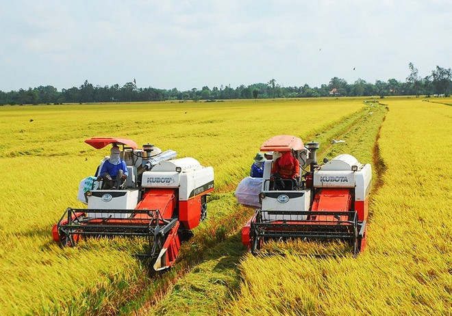 Price of Vietnam’s exported rice maintains uptrend ảnh 2 Price of Vietnam’s exported rice maintains uptrend ảnh 2