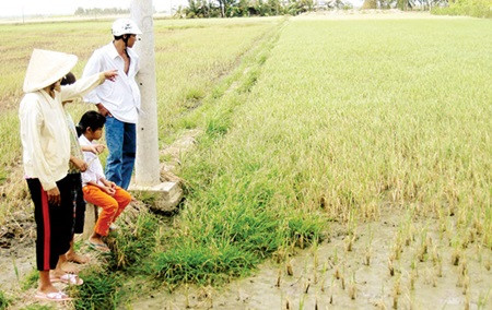 Saline intrusion a threat to crops in Mekong Delta ảnh 1 Saline intrusion a threat to crops in Mekong Delta ảnh 1
