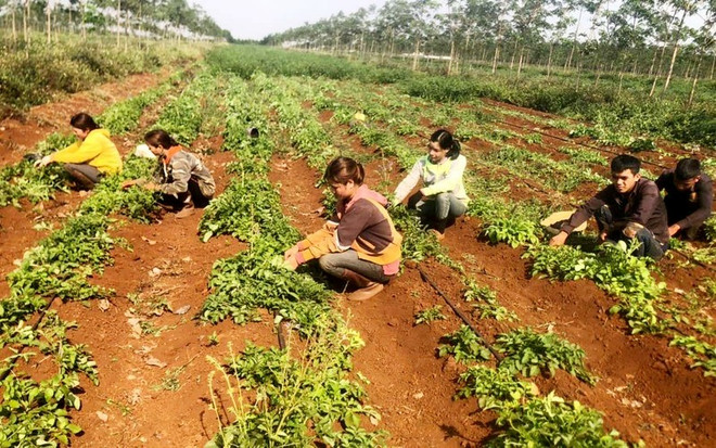 Efforts needed to help Vietnamese herbs go global ảnh 2
