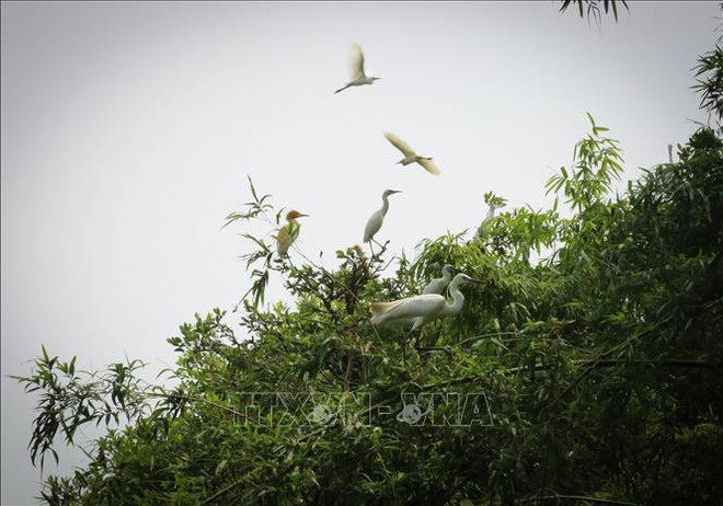 Dong Thap Muoi Ecological Reserve to be expanded ảnh 1