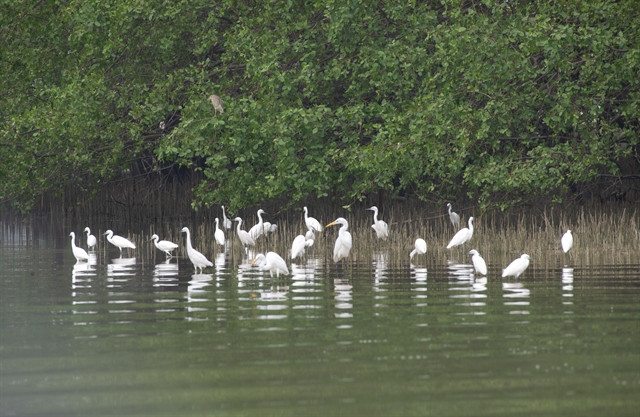 School students to get free wild bird conservation education ảnh 1 School students to get free wild bird conservation education ảnh 1