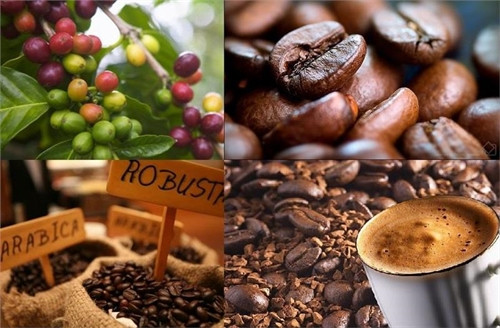 Companies vow pure coffee ảnh 1
