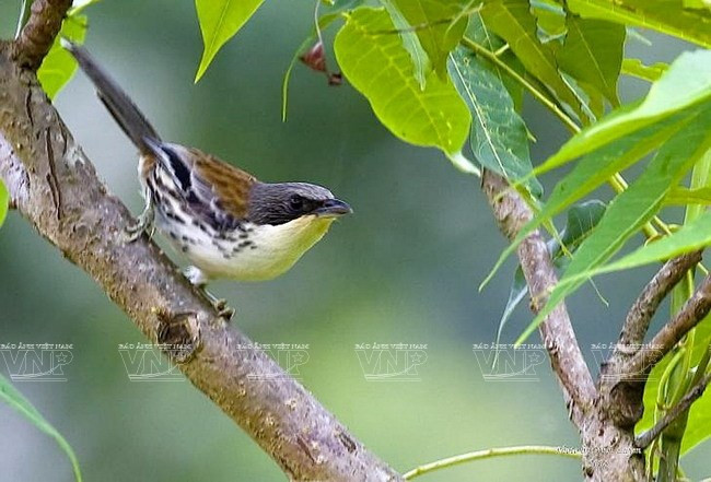 Management board of Lang Biang Reserve established ảnh 1