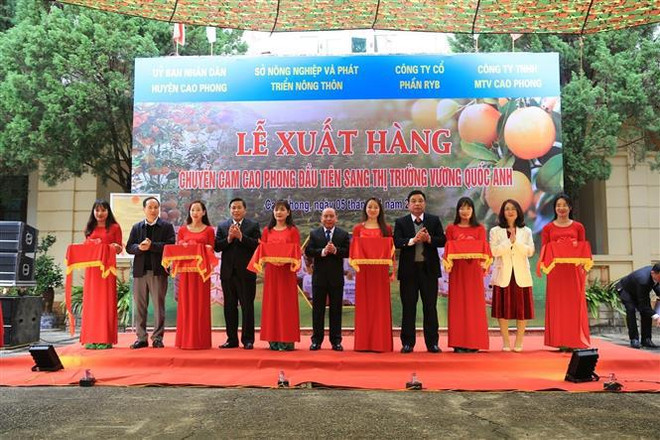 First batch of Cao Phong orange shipped to UK ảnh 2 First batch of Cao Phong orange shipped to UK ảnh 2