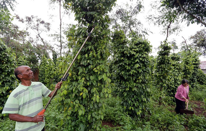 Policy credit: appropriate capital given to the poor ảnh 1