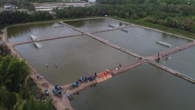 Bac Lieu to expand 2 sustainable shrimp farming models ảnh 1