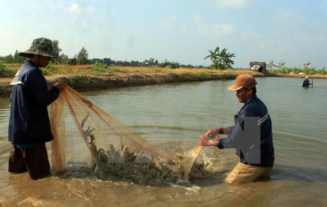 Solutions sought for 10 bln USD shrimp export plan ảnh 1