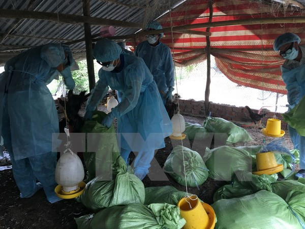 New A/H5N1 outbreak detected in Can Tho ảnh 1