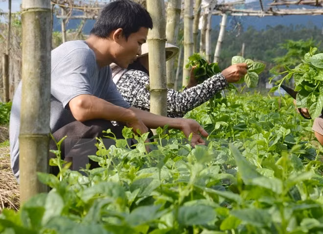 Netherlands seeks agricultural cooperation with HCM City ảnh 1