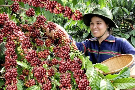 Vietnam’s coffee price highest in six years ảnh 1