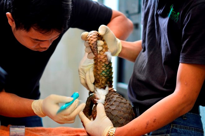 Largest ever number of rare pangolins released into wild ảnh 1