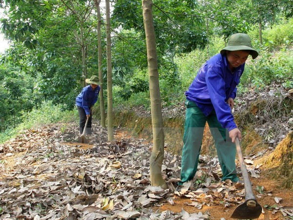 VRG plants 90,000 hectares of rubber in Cambodia so far ảnh 1