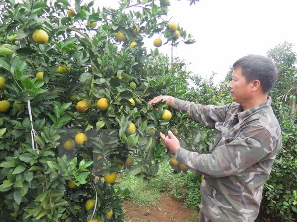 Cao Phong orange festival underway in Hoa Binh ảnh 1 Cao Phong orange festival underway in Hoa Binh ảnh 1