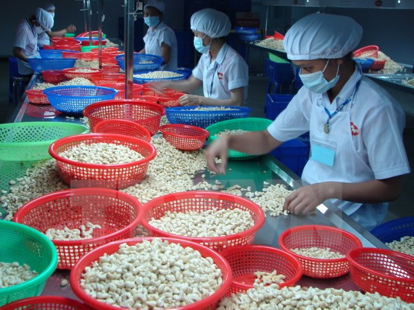 Conference seeks to improve quality of Vietnamese cashew ảnh 1