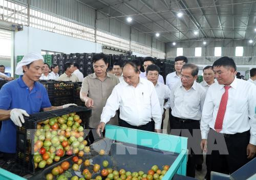PM suggests agriculture triangle for Lam Dong development model ảnh 1