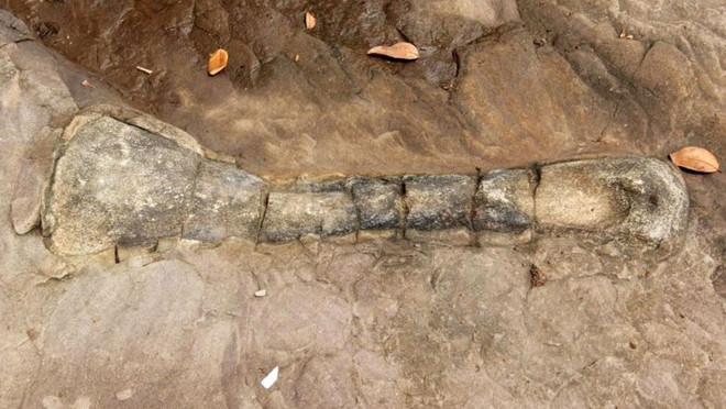 Dinosaur fossil found in Cambodia ảnh 1 Dinosaur fossil found in Cambodia ảnh 1