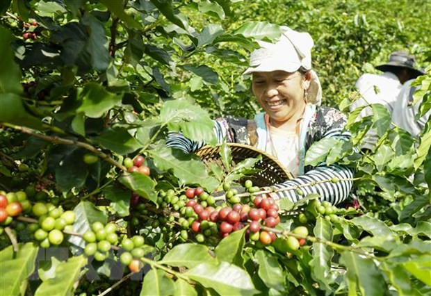 Vietnamese, German coffee firms advised to fully tap EVFTA ảnh 1