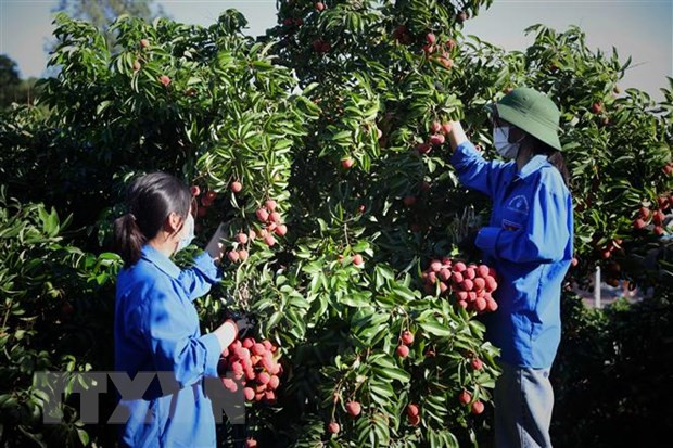 Bac Giang province boosts farm produce sales ảnh 1