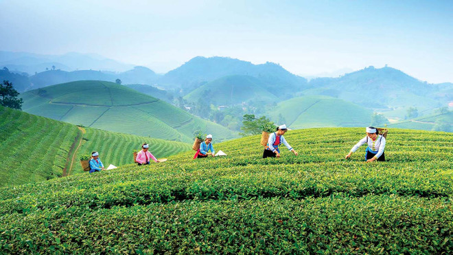 Thai Nguyen taps into tea culture to boost tourism ảnh 2 Thai Nguyen taps into tea culture to boost tourism ảnh 2