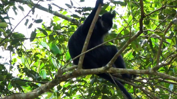 Endangered langur spotted in Bac Kan nature reserve ảnh 1 Endangered langur spotted in Bac Kan nature reserve ảnh 1