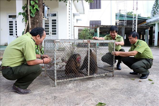 📝 OP-ED: People, authorities join hands to fight wildlife trafficking ảnh 3