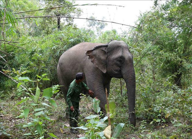 📝 OP-ED: People, authorities join hands to fight wildlife trafficking ảnh 4