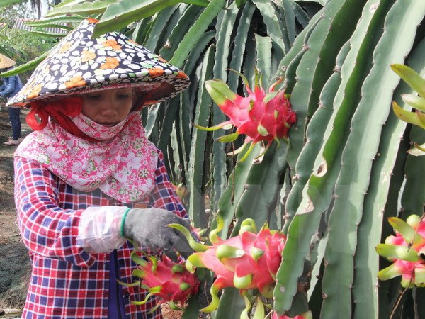 Dragonfruit paves way for Vietnam’s fruit exports to Thailand ảnh 1